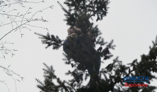 Женщина забралась на дерево.