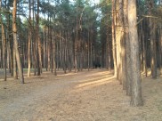 К середине недели морозы уйдут из Воронежа.