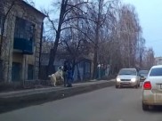Алабай догнал женщину с ребенком.