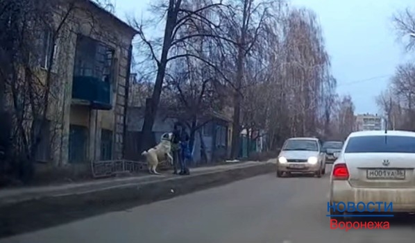 Алабай догнал женщину с ребенком.