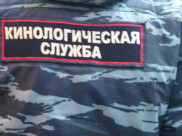 Грабителя вычислили благодаря кинологу с собакой.