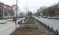 В регионе высадили за день более 22 тысяч деревьев.