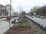 В регионе высадили за день более 22 тысяч деревьев.