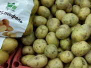 Собрали рекордный урожай картошки.