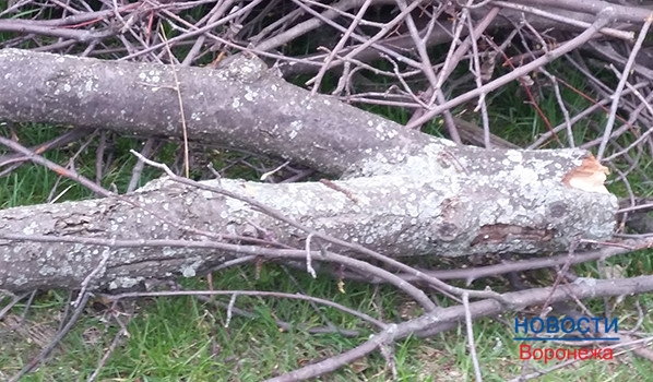 Воронежец незаконно срубил деревья.