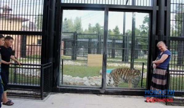 Нового тигра поселят в вольер к тигрице Шилке.