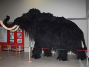 Таксидермическая скульптура мамонта в экспозиции музея.
