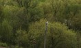 Лису заметили в лесу микрорайона Подгорное.