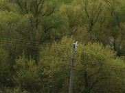 Лису заметили в лесу микрорайона Подгорное.