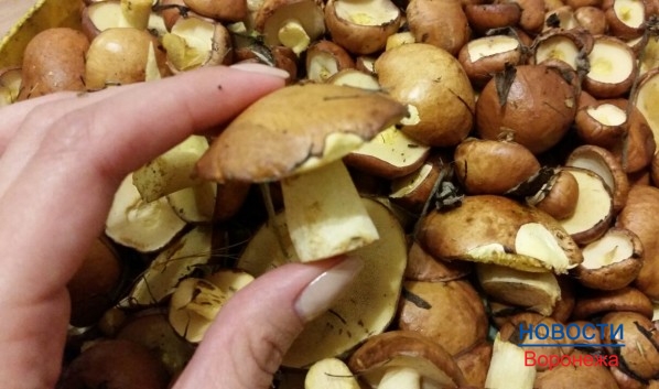 Воронежцев призывают внимательнее относиться к употреблению грибов.