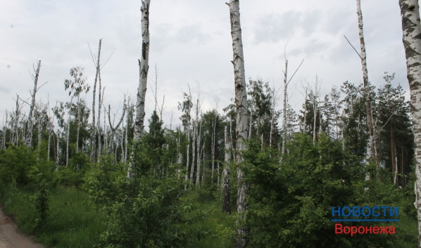 Более 450 деревьев вдруг "заболели".
