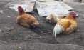 Погибли тысячи кур.
