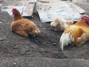 Погибли тысячи кур.