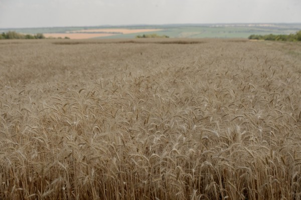 В Воронежской области ожидается неплохая урожайность.