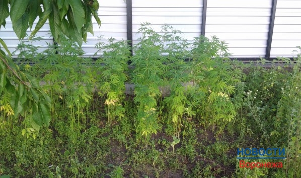 Воронежец выращивал наркосодержащие растения.
