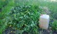 Более 5 тысяч кустов конопли уничтожили.