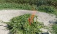 Коноплю уничтожили.