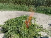 Коноплю уничтожили.