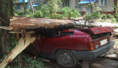 Аварийные деревья могут принести немало бед.