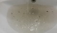 Пока из кранов течет грязная вода.