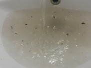 Пока из кранов течет грязная вода.