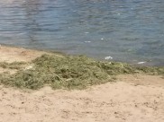 Около водоема устроили свалку мусора.