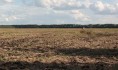 На полях собирают урожай.