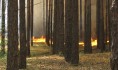 Воронежцев предупреждают о чрезвычайной пожароопасности.