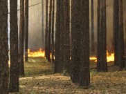 Воронежцев предупреждают о чрезвычайной пожароопасности.