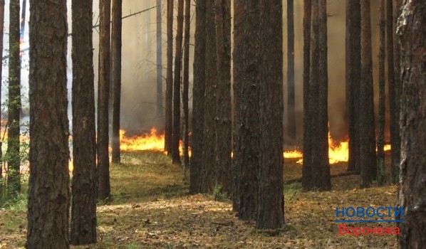 Воронежцев предупреждают о чрезвычайной пожароопасности.