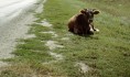 Бычки паслись около дороги.