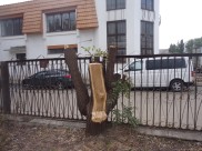Незаконно спилили деревья.