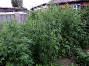 Около дома росли кусты конопли.