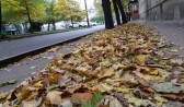 В Воронеж окончательно пришла осень.