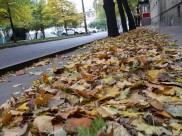 В Воронеж окончательно пришла осень.