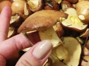 Люди иногда травятся даже съедобными грибами.