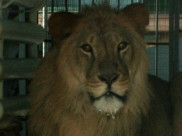 В зоопарке Воронежа поселился лев.