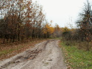 В поисках грибов женщины забрели глубоко в лес.
