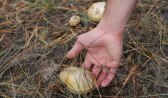 Воронежцы продолжают фиксировать случаи отравления грибами.