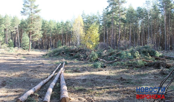 Активисты сняли, как незаконно вырубают лес.
