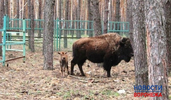У пары бизонов родился детеныш.