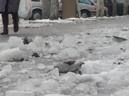 Пенсионерка упала на льду.
