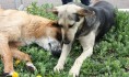 В Воронеже нашли новый участок под приют для бездомных собак.