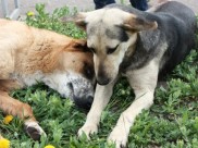 В Воронеже нашли новый участок под приют для бездомных собак.