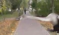 Лебедя отнесли к озеру и выпустили.