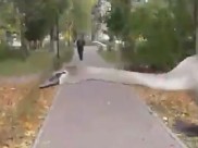 Лебедя отнесли к озеру и выпустили.