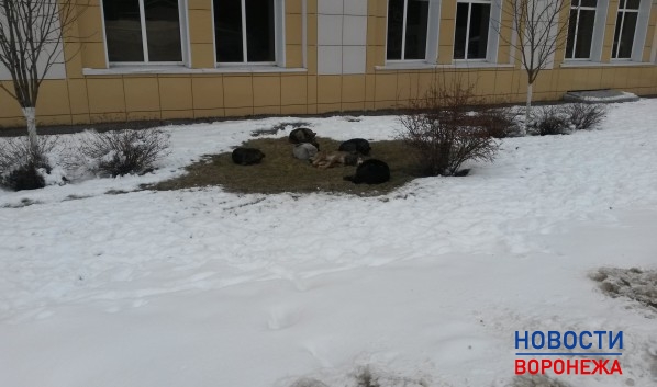 Воронежцев предупреждают о сильном морозе.