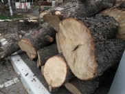 Воронежец незаконно срубил деревья.