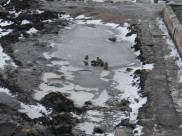 Заморозки вернутся в Воронеж.