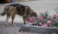 Из парка украли кусты роз.